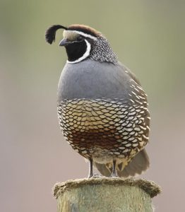 North Idaho's Bird Man Image